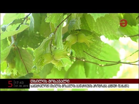 სამეგრელოში თხილის მოსავლის გადარჩენის პროგრამა აქტიურ ფაზაშია